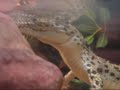 crocodile BABY crocodile BABY