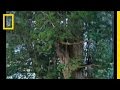 Redwoods: The Tallest Trees