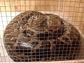 BURMESE PYTHON CUSTOM CAGE BURMESE PYTHON CUSTOM CAGE