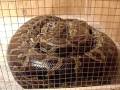 videos de BURMESE PYTHON CUSTOM CAGE