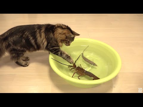 Japanese spiny lobster vs Cat  зvsдежи