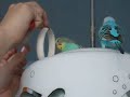 Riki a Pigi