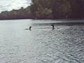 videos de Loons cavorting on Pennington Lake, Crosby, Minnesota