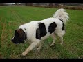 Pyrenean Mastiff Remus