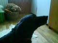 My dog sings :-) (Part 1)