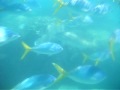 Whitsunday Snorkling 1