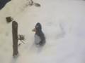 Penguin Claymation