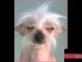 Funny Dogs 3
