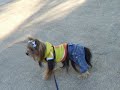KJ barking in the park KJ barking in the park
