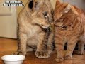 Very Funny Cats 64