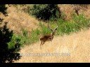 24 inch 4x4 Blacktail and Photos 24 inch 4x4 Blacktail and Photos