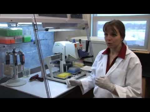 how to isolate dna from plant tissue