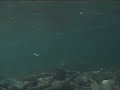 Salmon Run 2004\