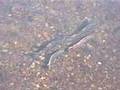 Salmon Run 2004�