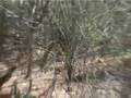 Nyala at Ingwe Bush Camp