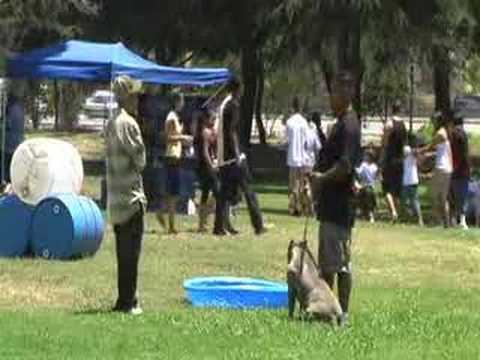 Pit Bull Training - Los Angeles, CA
