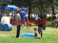 Pit Bull Training - Los Angeles, CA