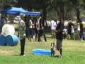 Pit Bull Training - Los Angeles, CA