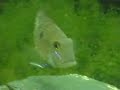 geophagus parnaibae