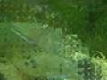 geophagus parnaibae