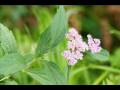 the Rains Of Petals 花瓣雨 童安格 原唱 张廱 翻唱