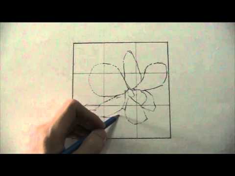 how to draw orchids
