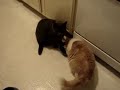 Funny smart cat