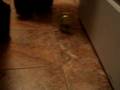 The Rolling Mouse