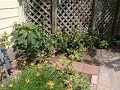Patio terminado