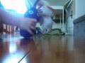 pikmin singing it's peanut butter jelly time