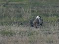 Sage-grouse at Square Lake