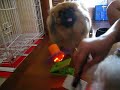 Ruffle with baby fan