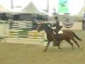 Cerena at Sacramento International Horse Show