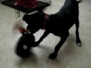Harper versus The Tire