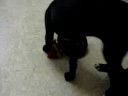Harper versus The Tire