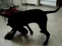 Harper versus The Tire