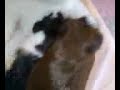 GiGi & Zoey Lounging On A Bear?????