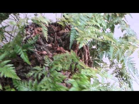 how to plant a rabbit foot fern