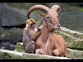 harmony.html