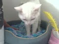 Snowball