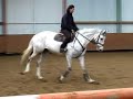 junior / amateur horse for sale