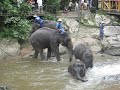Elephant Bath