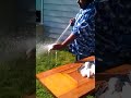 Click here to watch this video Big Duke And Rays Way Of Cleaning Fish
