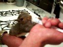 Lucky the baby squirrel eating