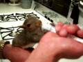 Lucky the baby squirrel eating
