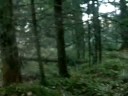 Elgjakt i �snes - Hedmark