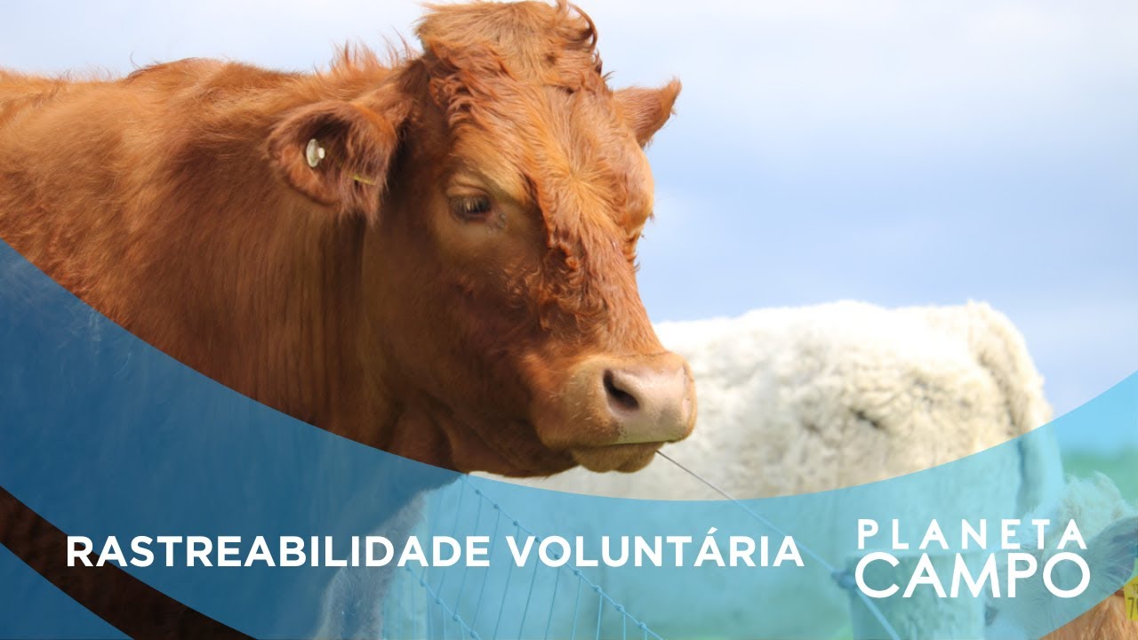 Conheça o novo sistema de rastreabilidade de bovinos em SP: Revolução e competitividade da pecuária