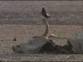 UNICEF: Kenya Drought Situation Worsens (6036) UNICEF: Kenya Drought Situation Worsens (6036)