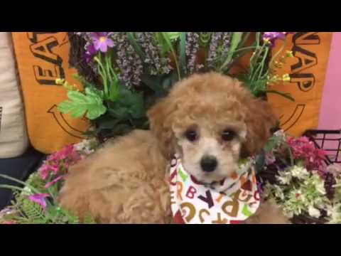Timone is so Sweet & playful