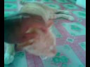 my cat  sep 2008